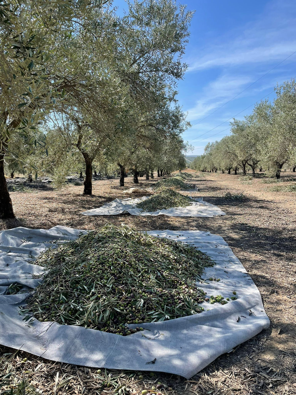 OliveFields_AnEveryDayLuxury