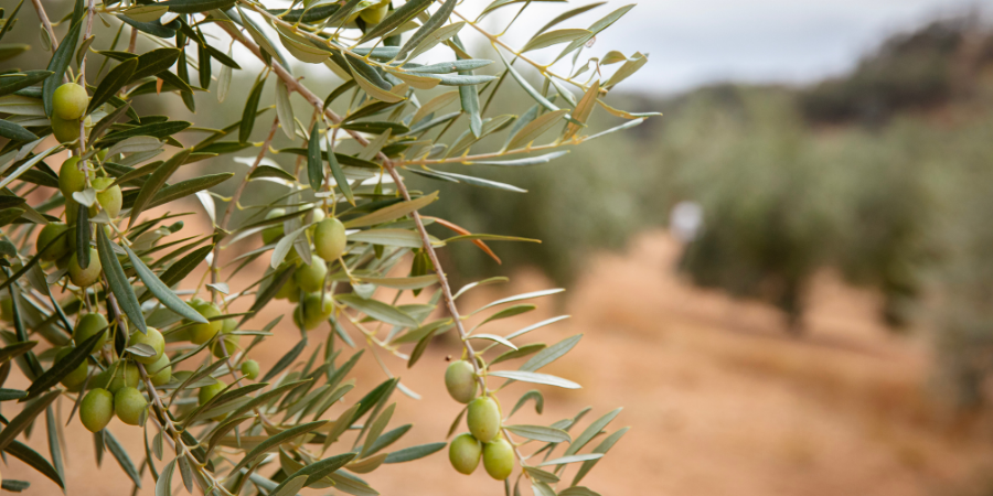 aguilar farm seasons extra virgin olive oil olive tree