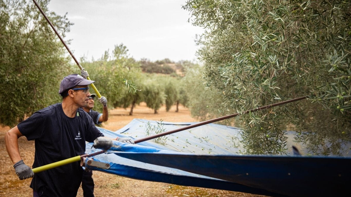 EVOO Harvest 